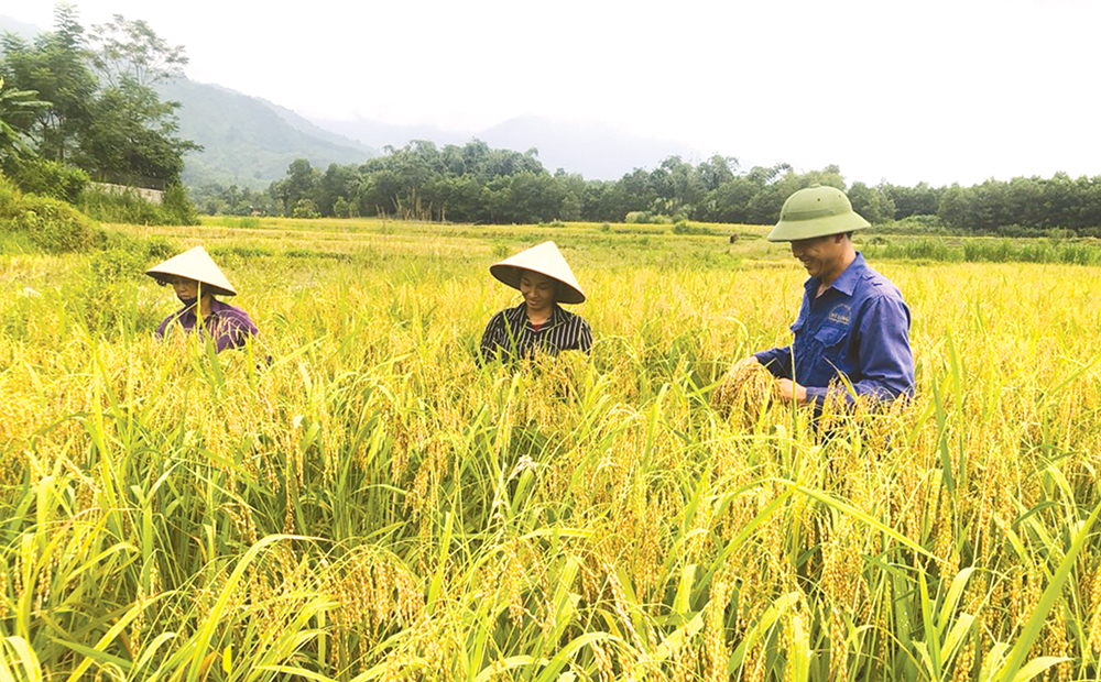 Trước đây Nếp “Gà Gáy” không được gặt bằng liềm hay máy mà được người dân Mỹ Lung thu hoạch từng bông bằng tay